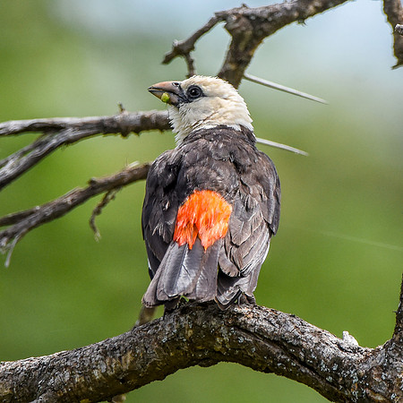 White headed buffalo weaver
