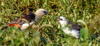 White headed buffalo weaver