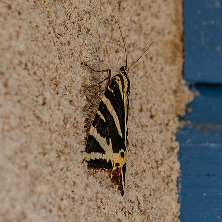 Jersey Tiger Moth