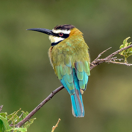 White throated bee eater