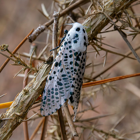 Leopard moth