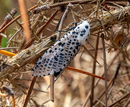 Leopard moth