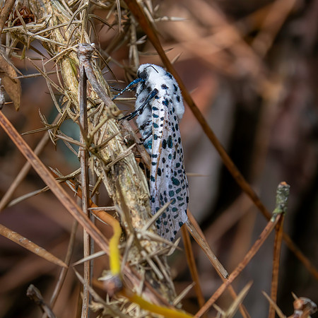 Leopard moth