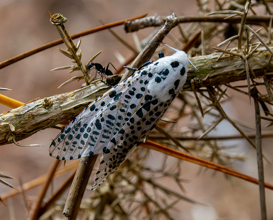 Leopard moth