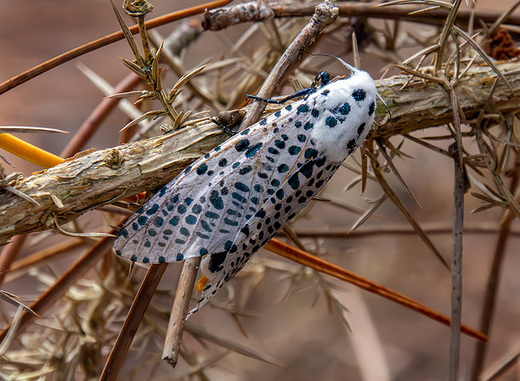 Leopard moth