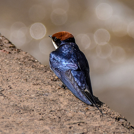 Wire tailed swallow