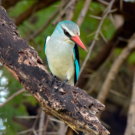 Woodland kingfisher