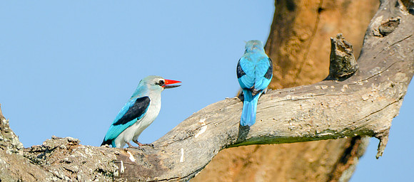 Woodland kingfisher