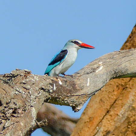 Woodland kingfisher