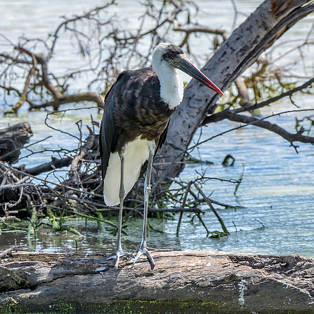 Woolly necked stork