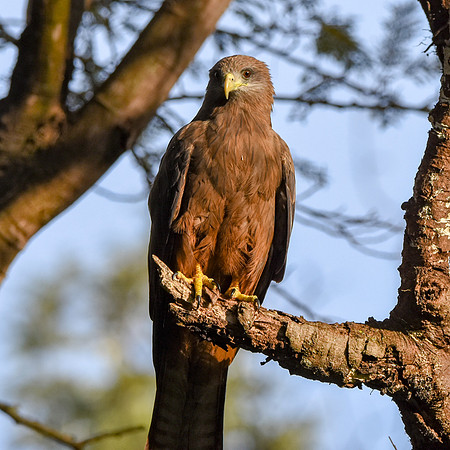 Yellow billed kite