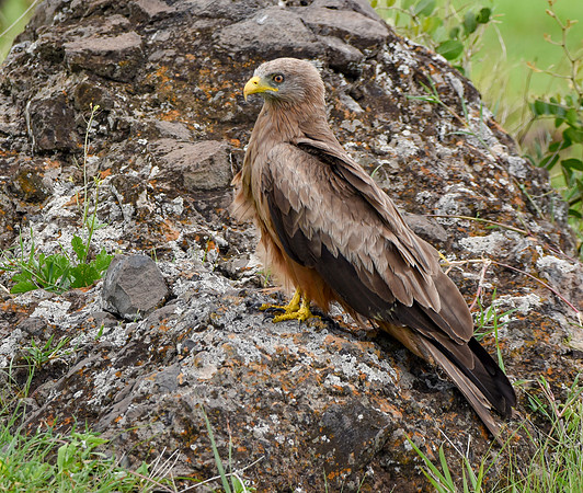 Yellow billed kite