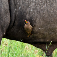 Yellow billed oxpecker