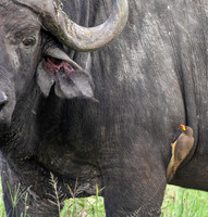 Yellow billed oxpecker