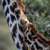 Yellow billed oxpecker