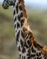 Yellow billed oxpecker