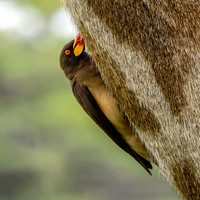 Yellow billed oxpecker