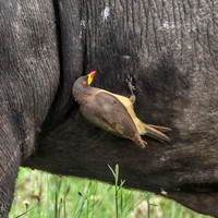 Yellow billed oxpecker