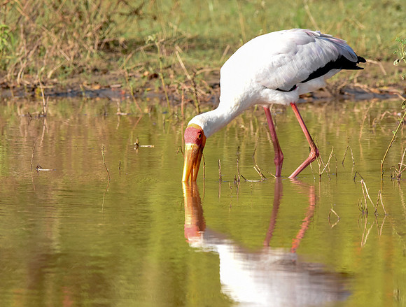 Yellow billed stork