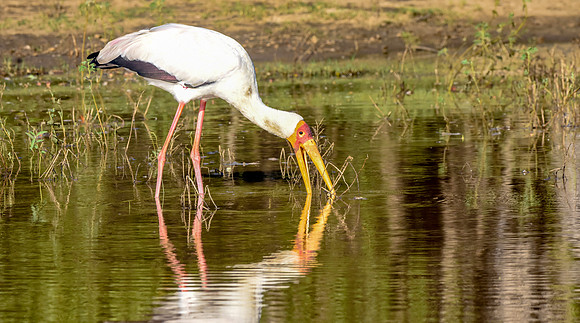 Yellow billed stork