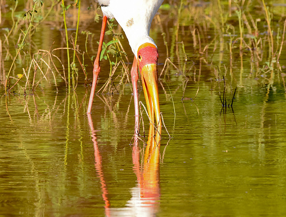 Yellow billed stork