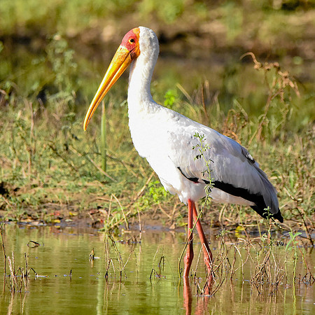 Yellow billed stork