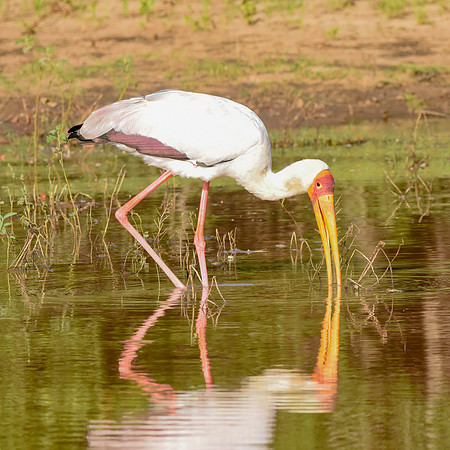 Yellow billed stork