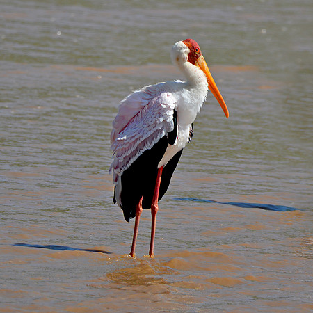 Yellow billed stork