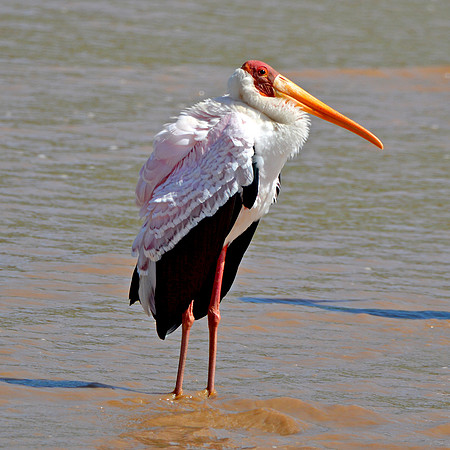 Yellow billed stork