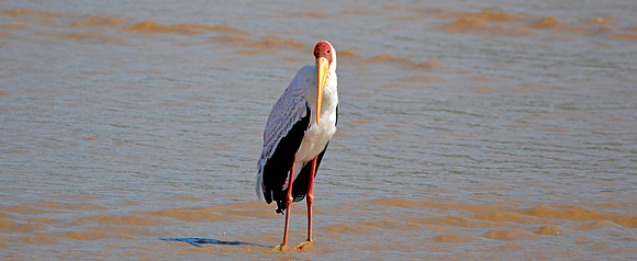 Yellow billed stork