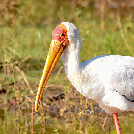 Yellow billed stork