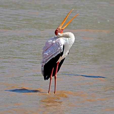 Yellow billed stork