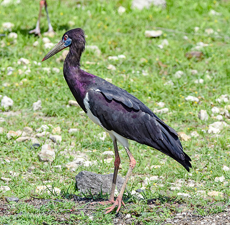 Abdim's Stork