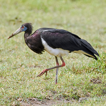 Abdim's Stork