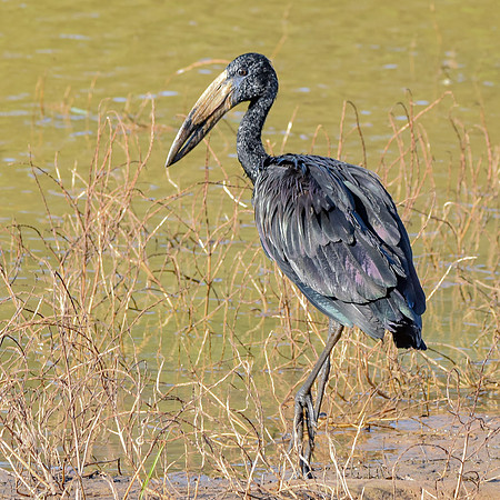 African openbill stork