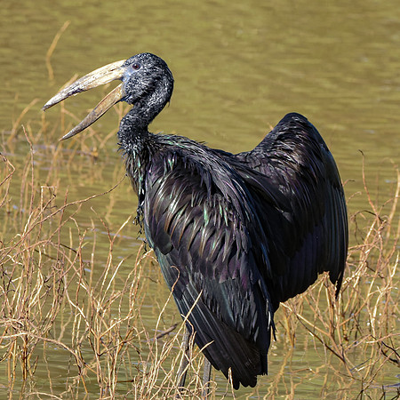 African openbill stork