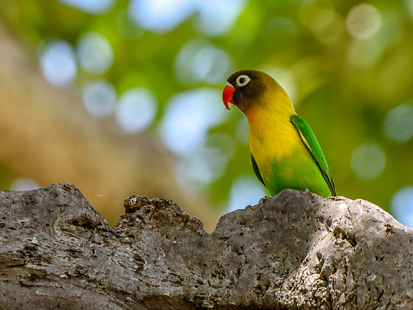 Yellow collared lovebird