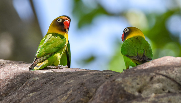 Yellow collared lovebird