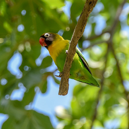 Yellow collared lovebird