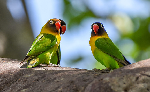 Yellow collared lovebird
