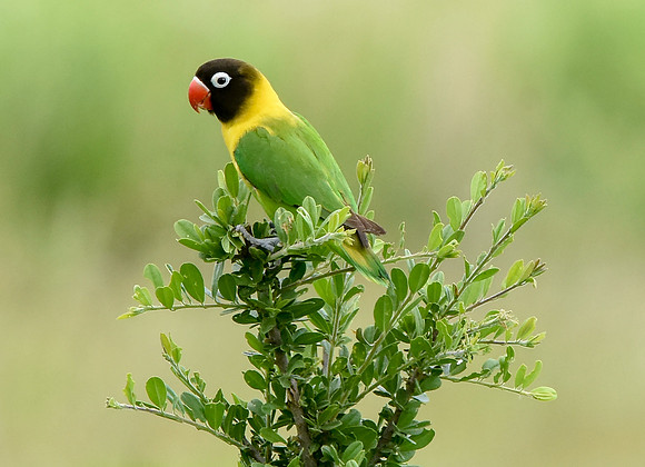 Yellow collared lovebird