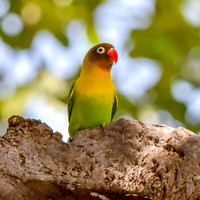 Yellow collared lovebird