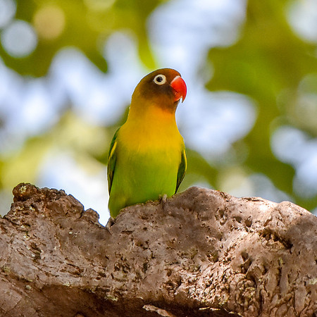 Yellow collared lovebird