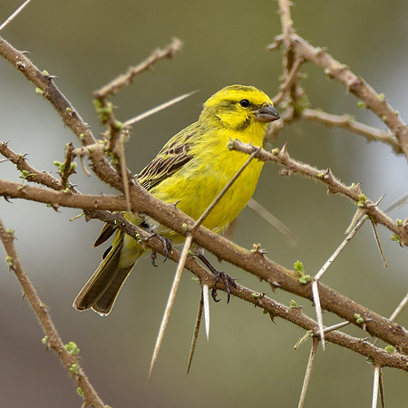 Yellow fronted canary