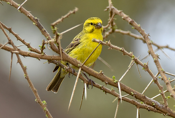 Yellow fronted canary