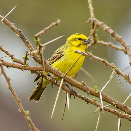 Yellow fronted canary
