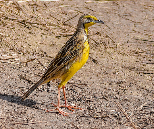 Yellow throated longclaw