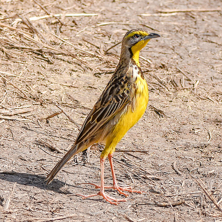 Yellow throated longclaw