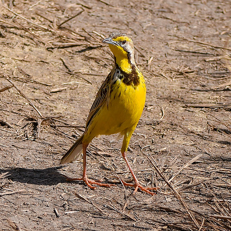 Yellow throated longclaw