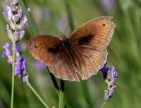 Meadow brown